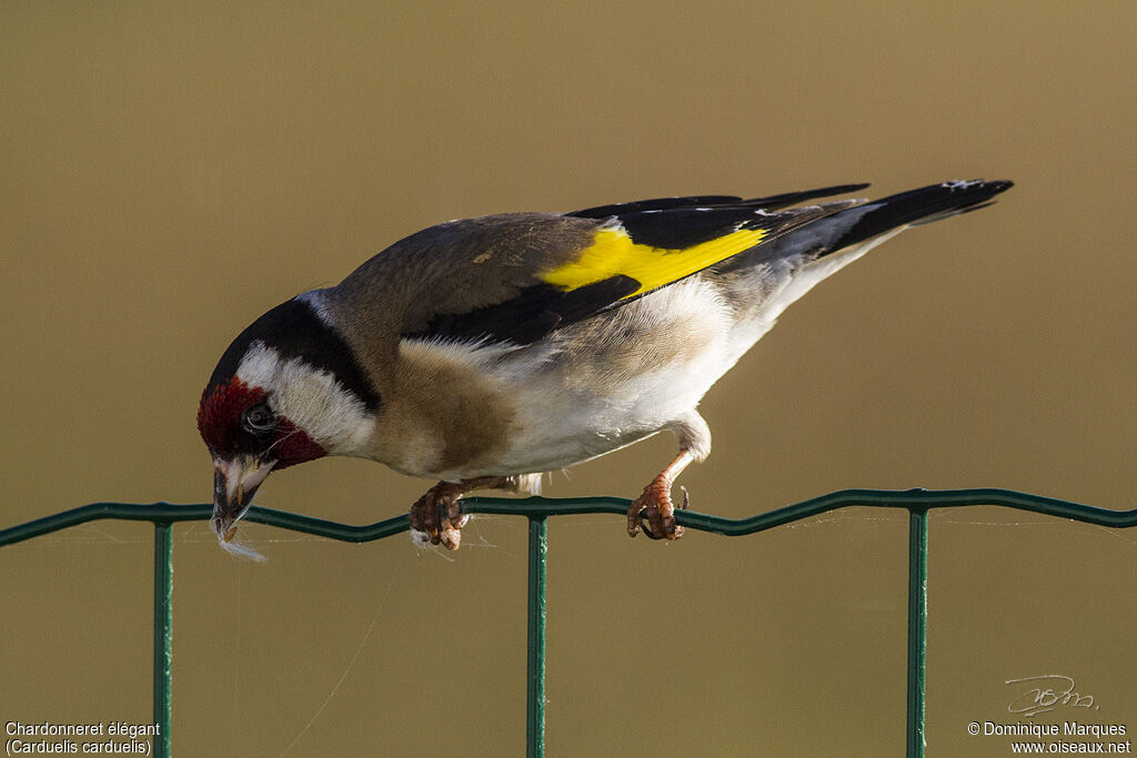 European Goldfinchadult, identification