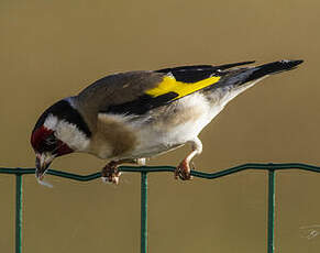 Chardonneret élégant