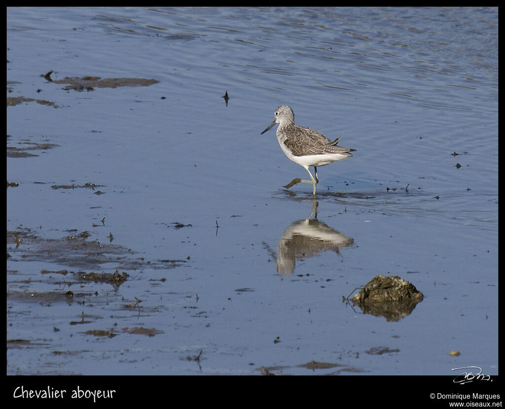 Common Greenshankadult post breeding, identification