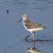 Common Greenshank