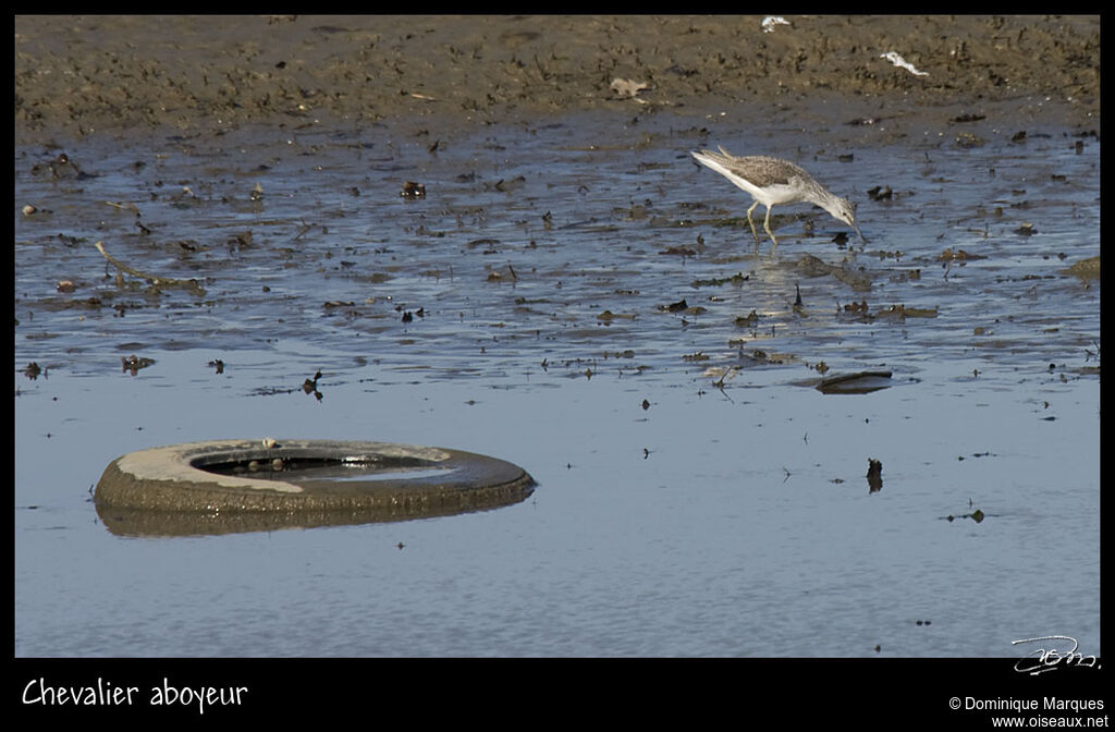 Common Greenshank, identification, Behaviour