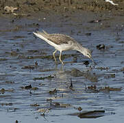 Common Greenshank