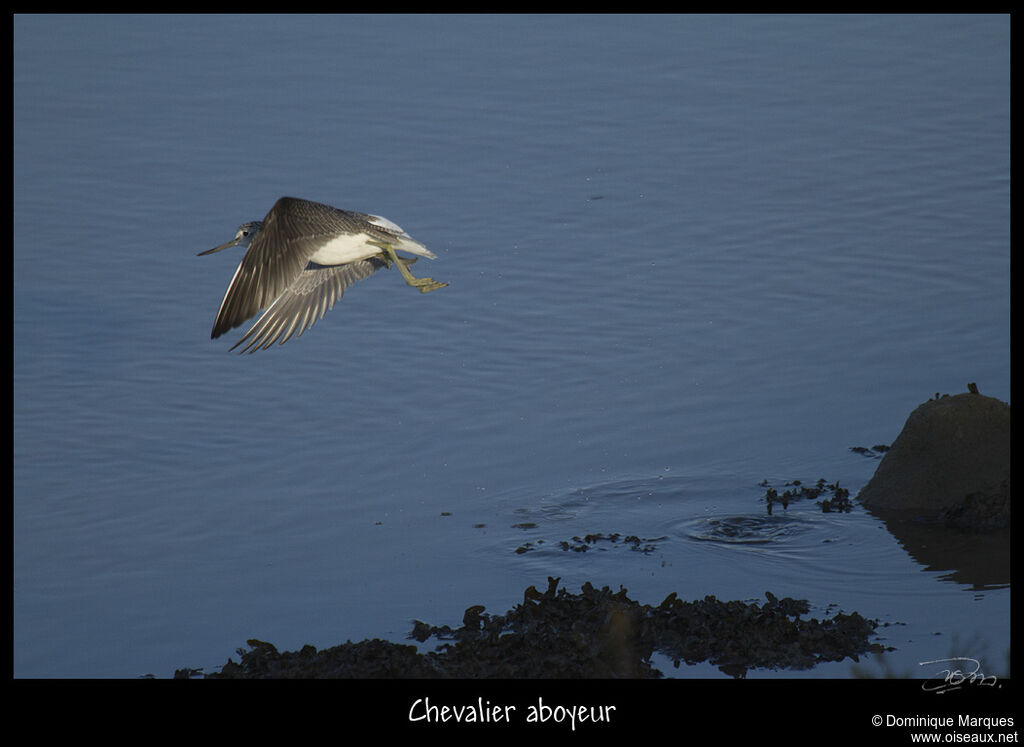 Common Greenshank, Flight