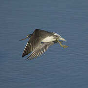 Common Greenshank