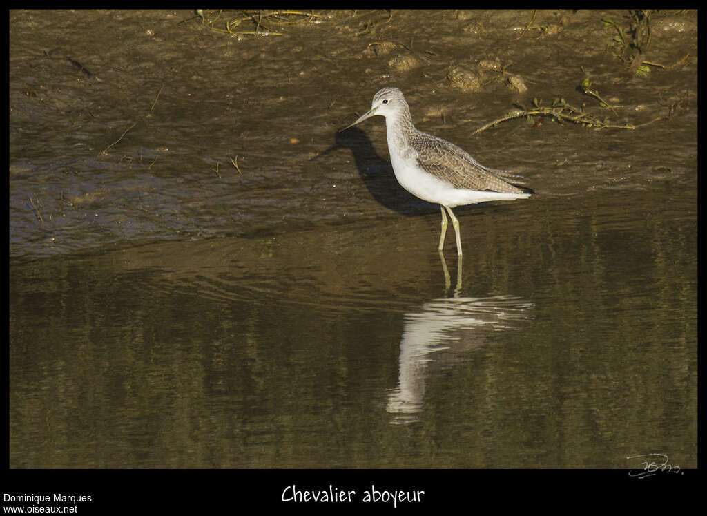 Common Greenshankadult, identification