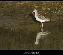 Common Greenshank