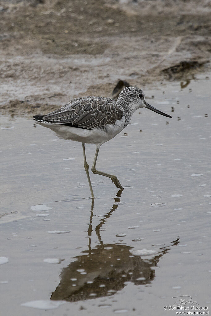 Common Greenshankadult, identification