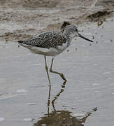 Common Greenshank