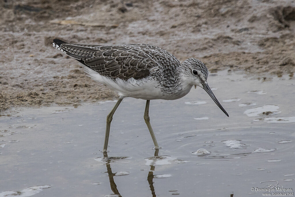 Common Greenshankadult breeding