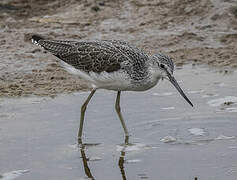 Common Greenshank