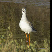 Spotted Redshank