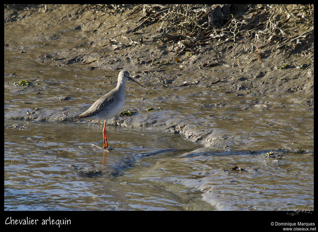 Spotted Redshank, identification