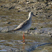 Spotted Redshank