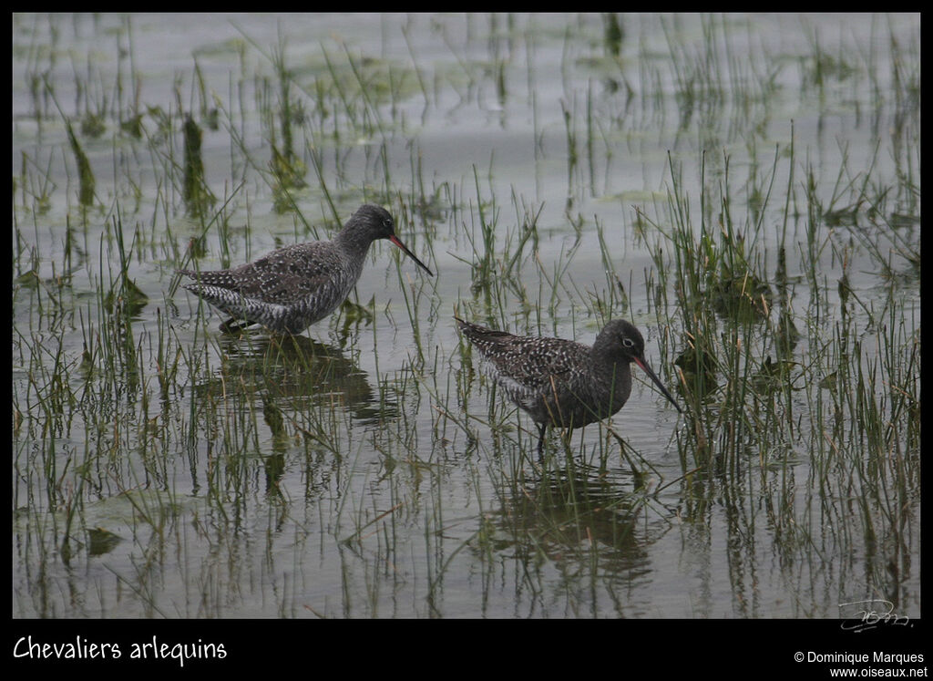 Spotted Redshankadult breeding, identification