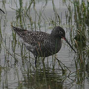 Spotted Redshank