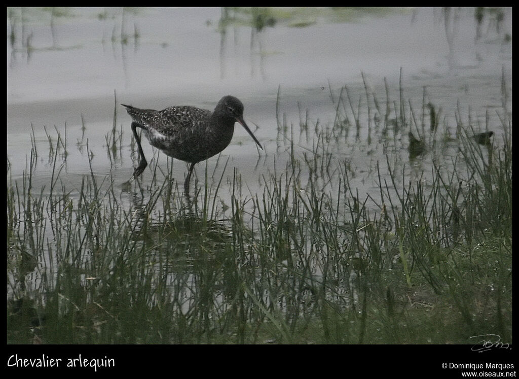 Spotted Redshankadult breeding, identification