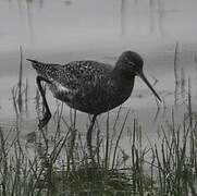 Spotted Redshank