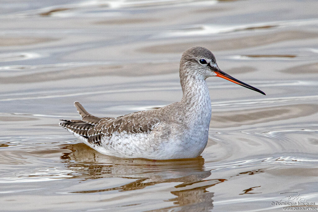 Spotted Redshankadult post breeding, identification