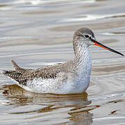 Spotted Redshank