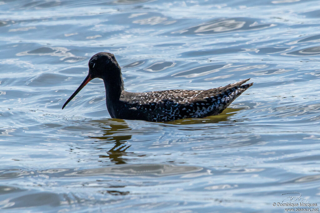 Spotted Redshankadult breeding, identification