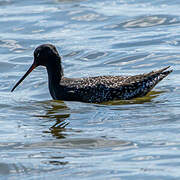 Spotted Redshank