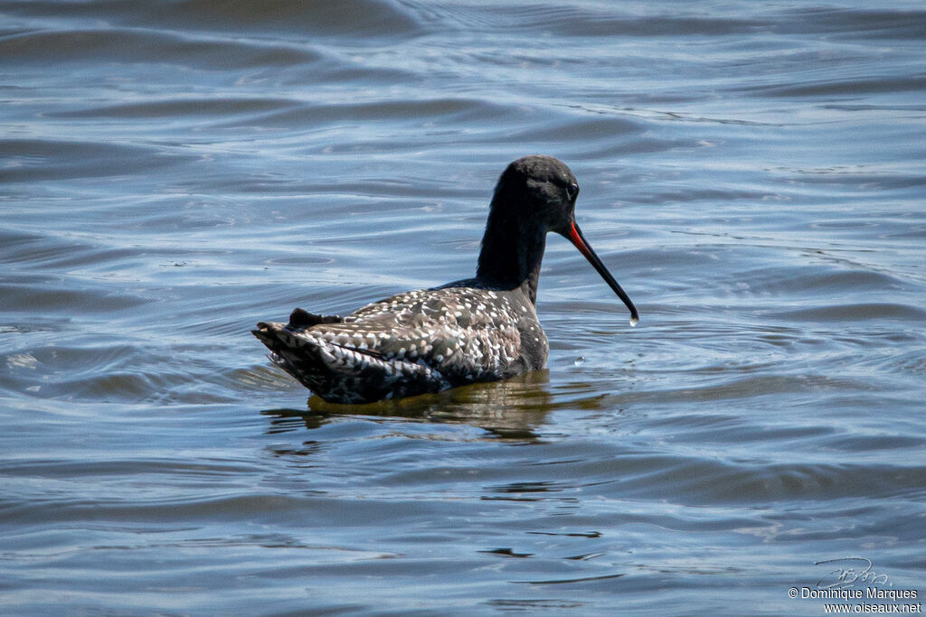 Spotted Redshankadult post breeding, identification