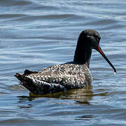 Spotted Redshank