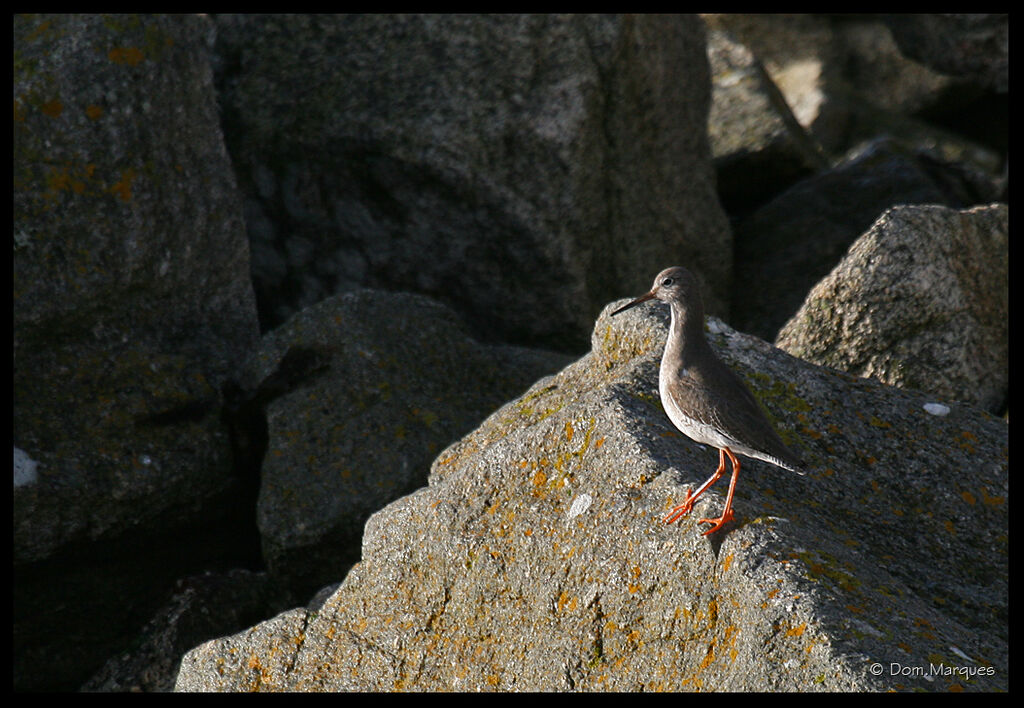 Common Redshank