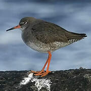 Common Redshank