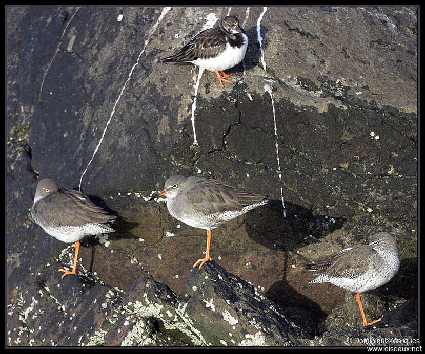 Common Redshankadult, identification