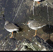 Common Redshank