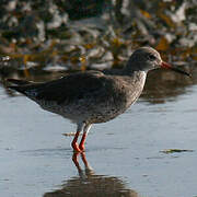 Common Redshank