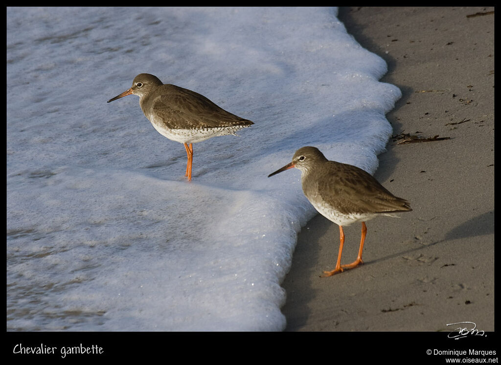 Common Redshankadult, identification