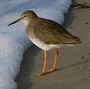 Common Redshank