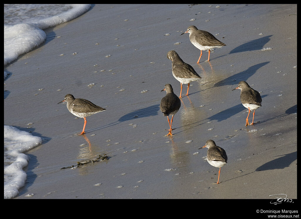 Common Redshankadult, identification, Behaviour