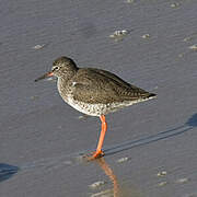 Common Redshank