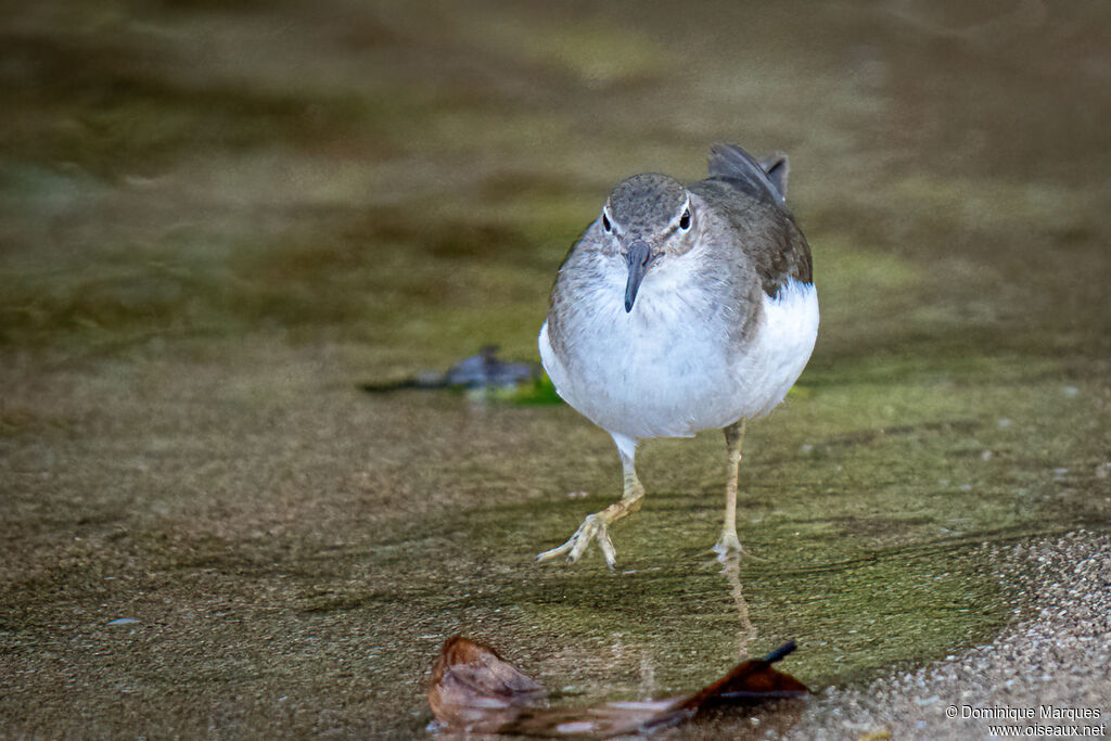 Spotted Sandpiperadult post breeding, identification