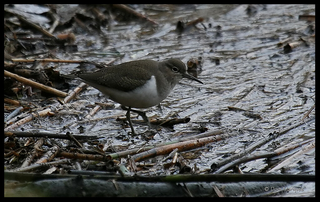 Common Sandpiperadult, identification