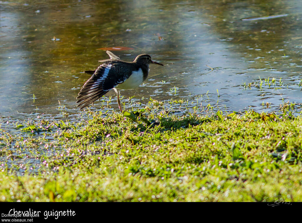 Common Sandpiperadult, Behaviour