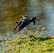 Common Sandpiper