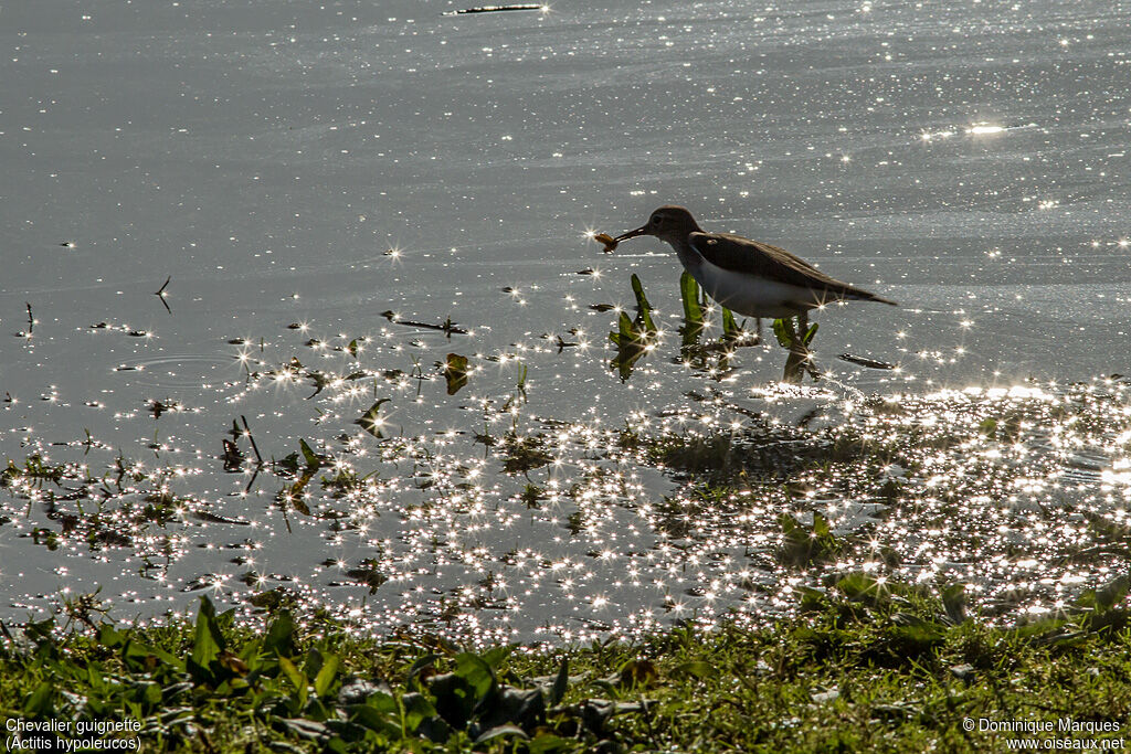 Common Sandpiperadult post breeding, identification, feeding habits, Behaviour