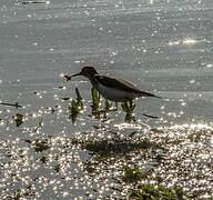 Common Sandpiper