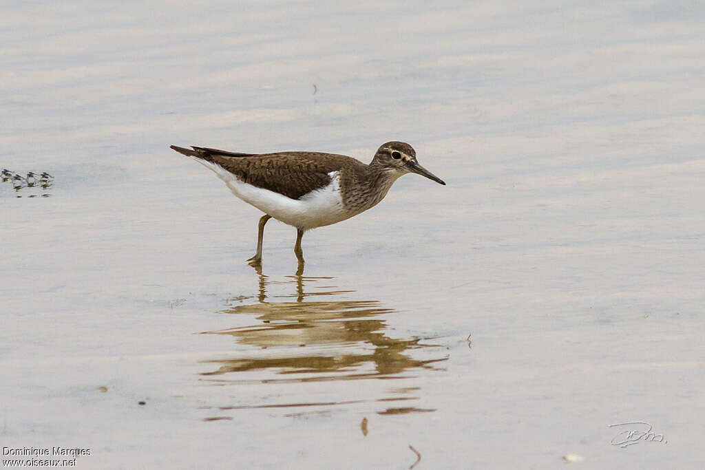 Common Sandpiperadult transition, identification