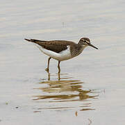 Common Sandpiper