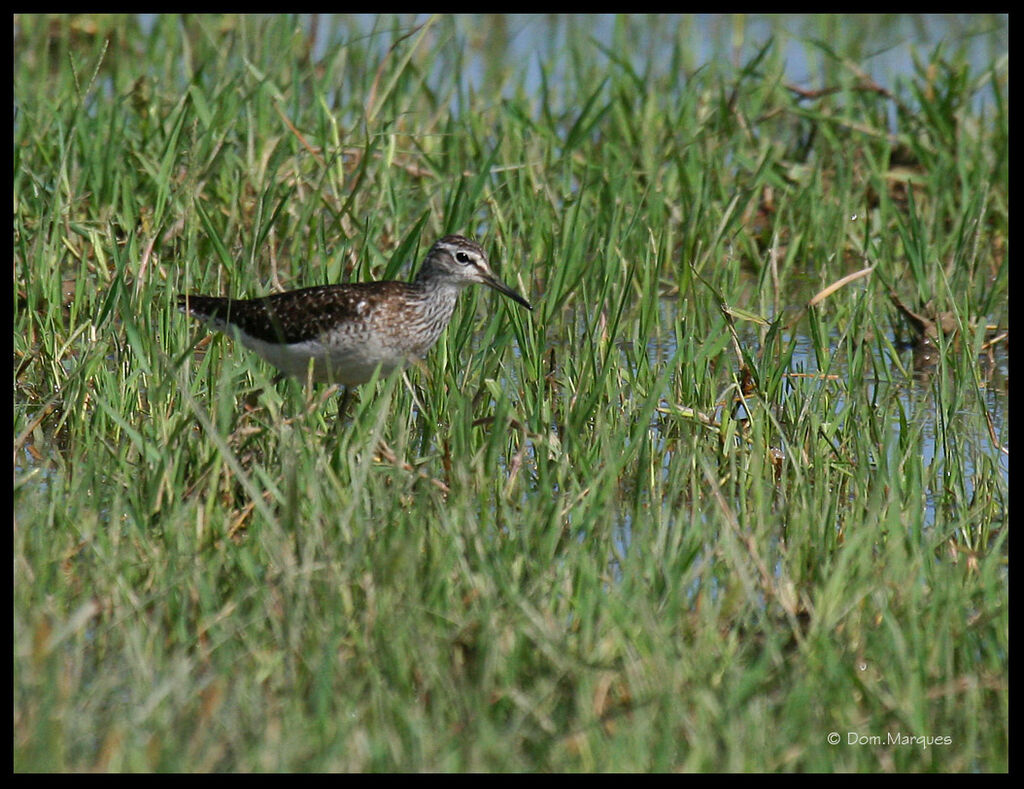 Wood Sandpiperadult