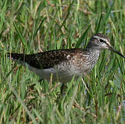 Wood Sandpiper