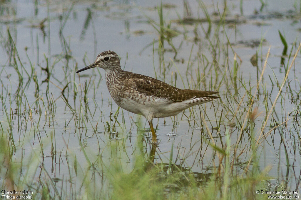 Chevalier sylvain, identification