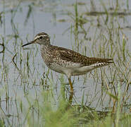 Wood Sandpiper