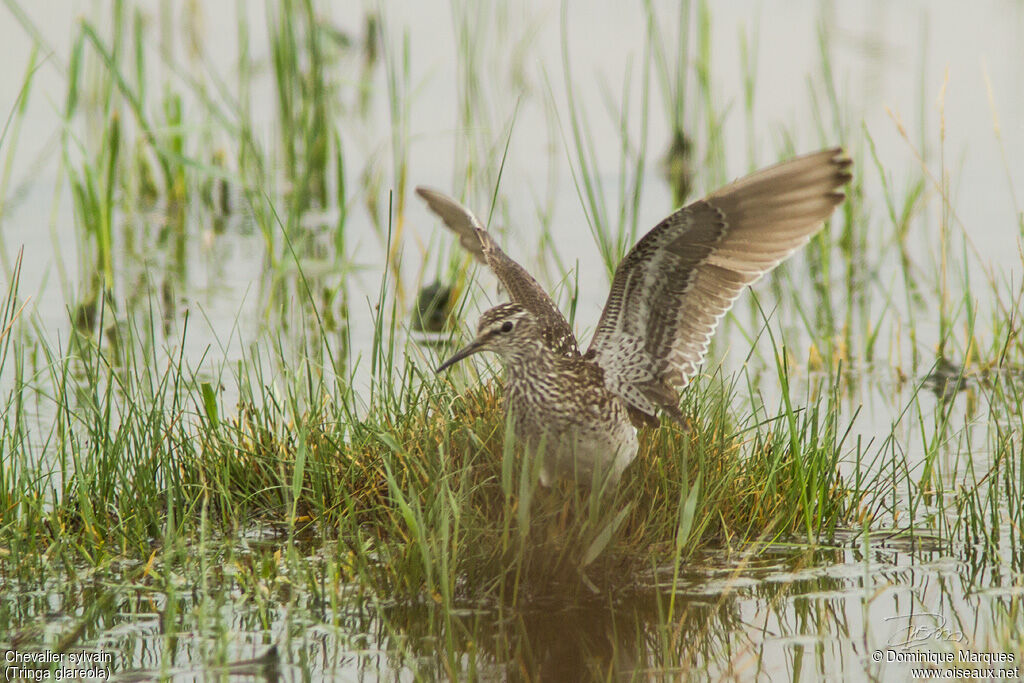 Wood Sandpiper, identification, Behaviour