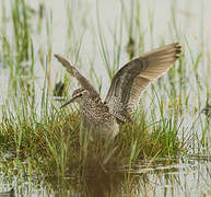 Wood Sandpiper